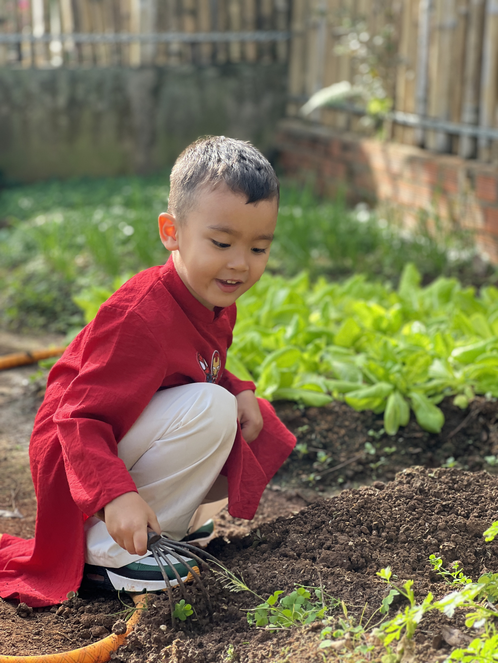 Hình 10: Vườn rau của bà ngoại thích quá. Vườn rau này bà ngoại đã chuẩn bị từ nhiều tháng trước để bắp cải, xà lách, dưa leo… có thể lên xanh ngát vào dịp Tết