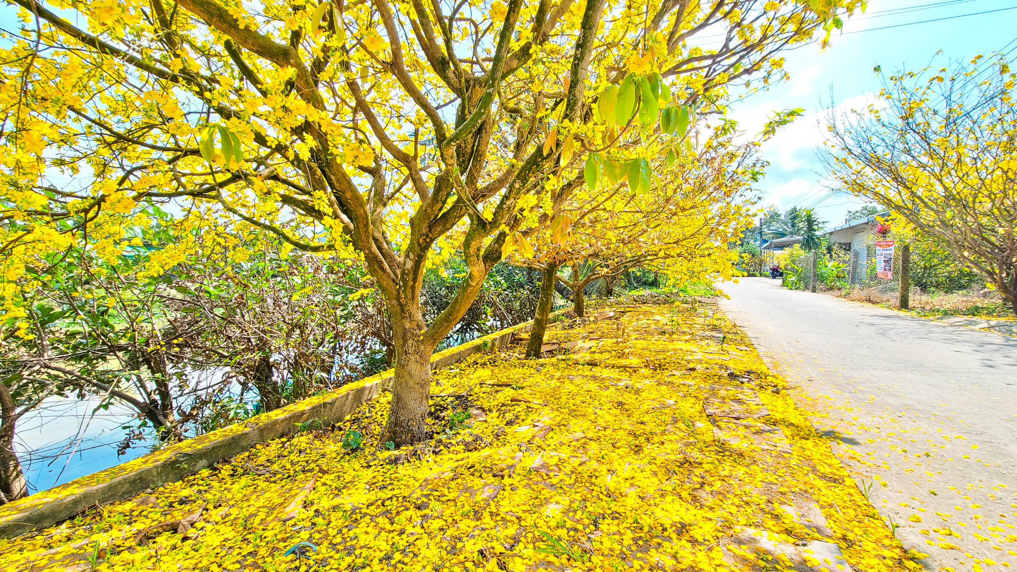 Hoa rụng như 'nhuộm' vàng cho đất. Anh Dương chia sẻ: 'Khi đi qua những con đường này, cho mình cảm giác yêu quê hương hơn, và có nhiều cảm hứng cho năm mới bởi sắc hương của hoa mai mang lại'.