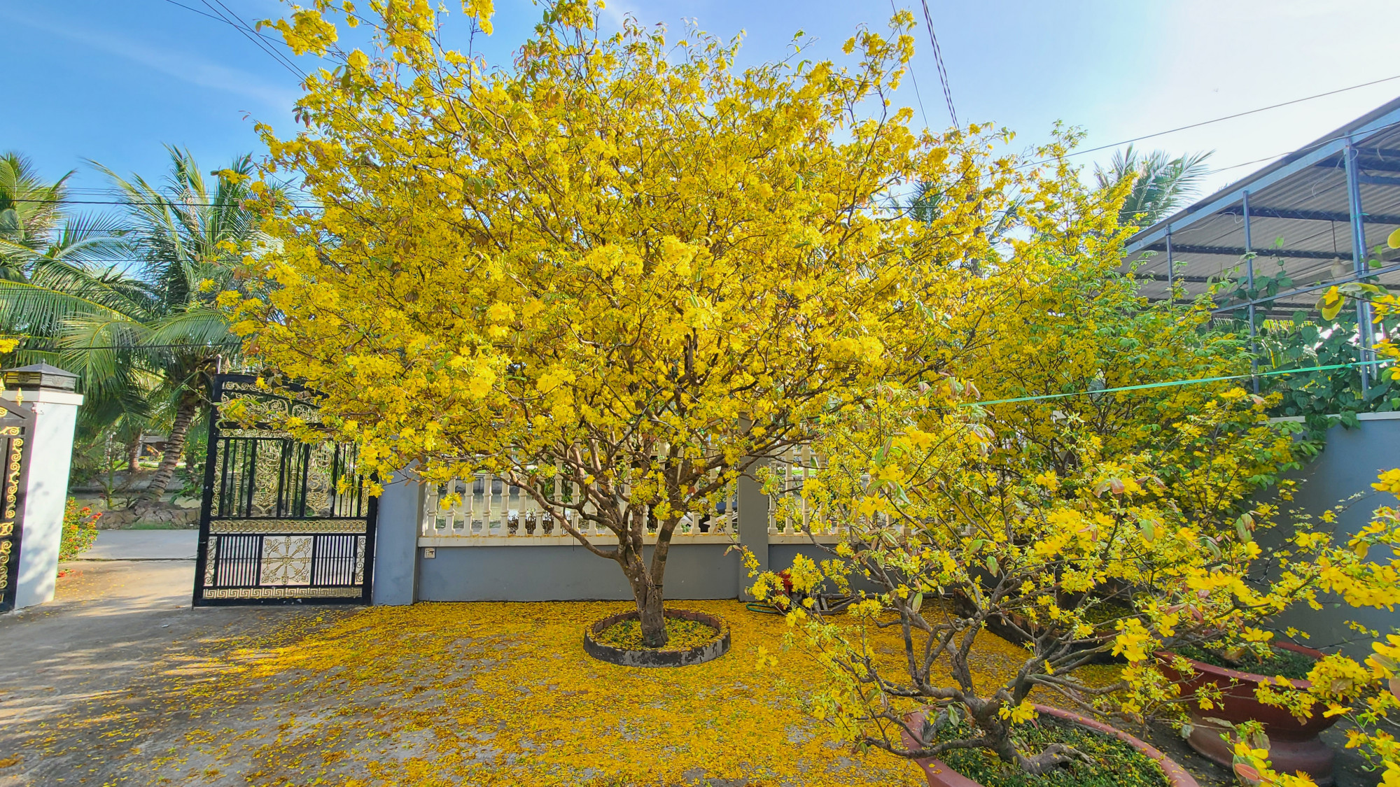 Một cây mai vàng được tạo dáng tròn đẹp mắt, ra hoa sum suê dịp đầu năm mới. 