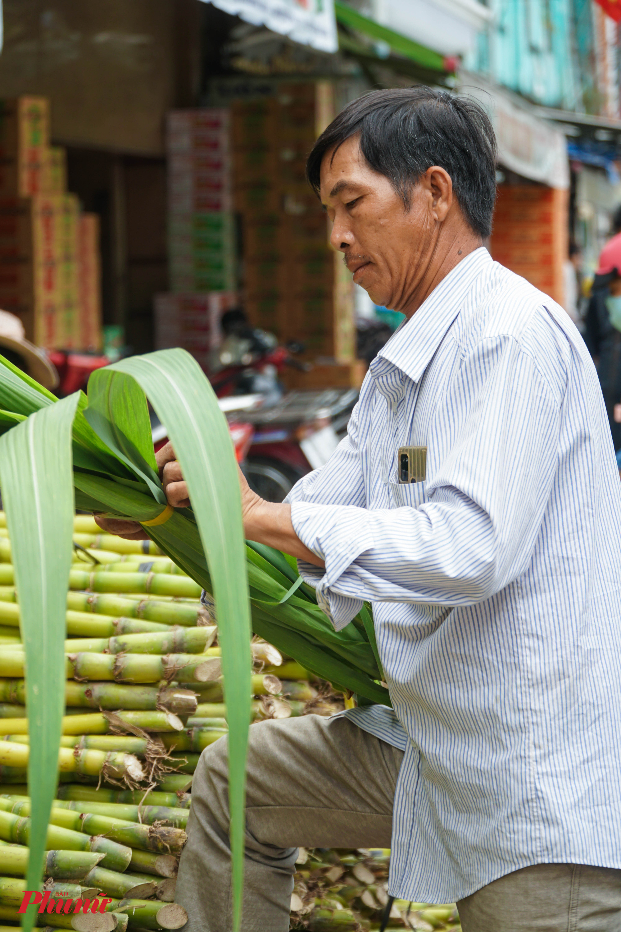 Mía đạt chuẩn là mía dài, thẳng ngọn, vàng óng và lá mía vẫn còn xanh, không bị dập nát.