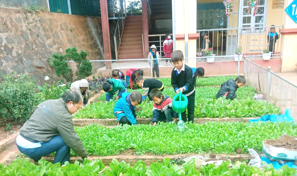 Học sinh Trường phổ thông dân tộc bán trú tiểu học Lao Chải trở lại trường sau kỳ nghỉ tết, đang trồng rau xanh cho các bữa ăn bán trú tại trường