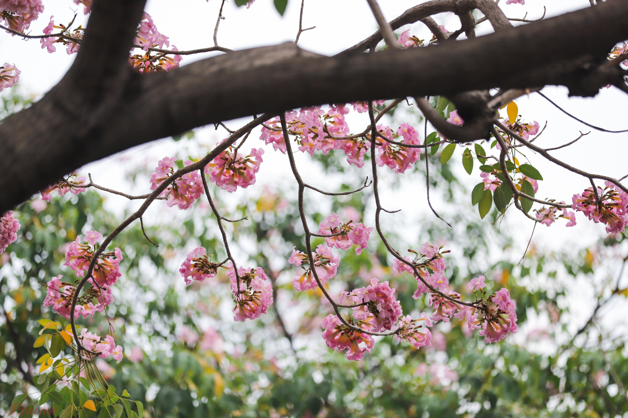 Cây kèn hồng là cây thân gỗ, thường được trồng nhiều ở các đô thị