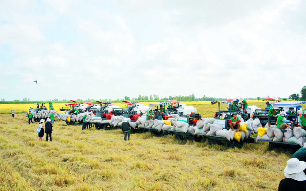Doanh nghiệp các tỉnh vùng đồng bằng sông Cửu Long tăng cường liên kết với nông dân sản xuất lúa sạch, chất lượng cao để xuất khẩu