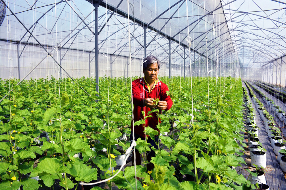 Mô hình trồng dưa lưới trong nhà kính ở vùng đồng bằng sông Cửu Long cho thấy hiệu quả về mặt doanh thu, lợi nhuận