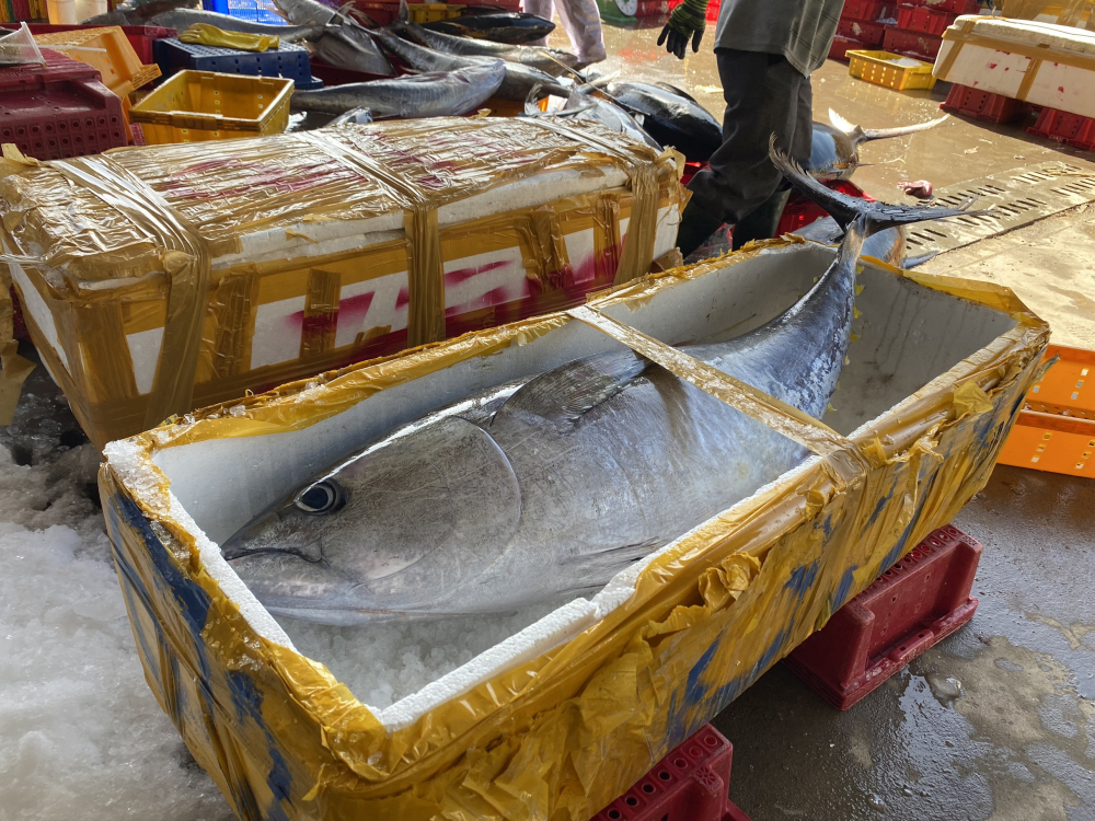 Những con cá ngừ bán được giá rất cao, mang lại thu nhập khá cho ngư dân - ảnh Thanh Vạn