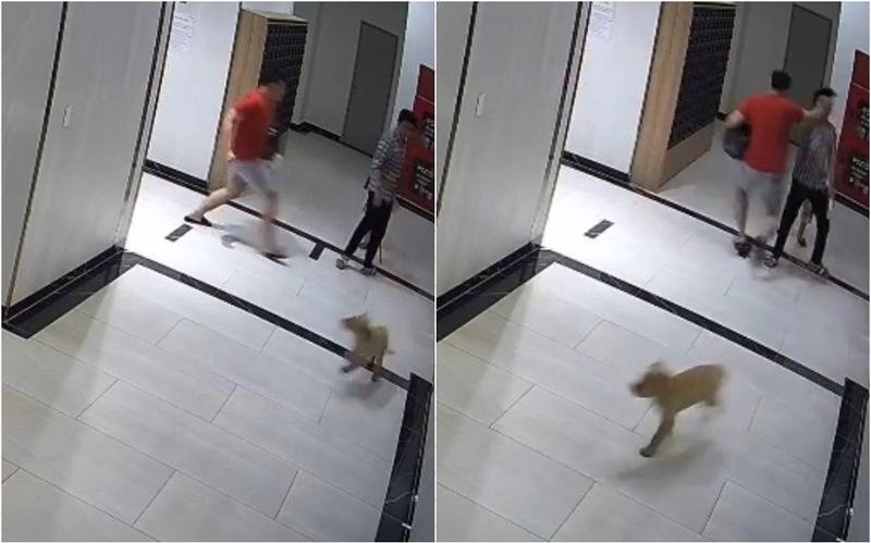 Chủ chó tấn công 1 người cha khi anh cố xua chó ra xa con mình