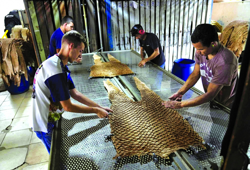 Công nhân căng da cá pirarucu để làm khô tại nhà máy thuộc da Nova Kaeru (Brazil) - ẢNH: AP