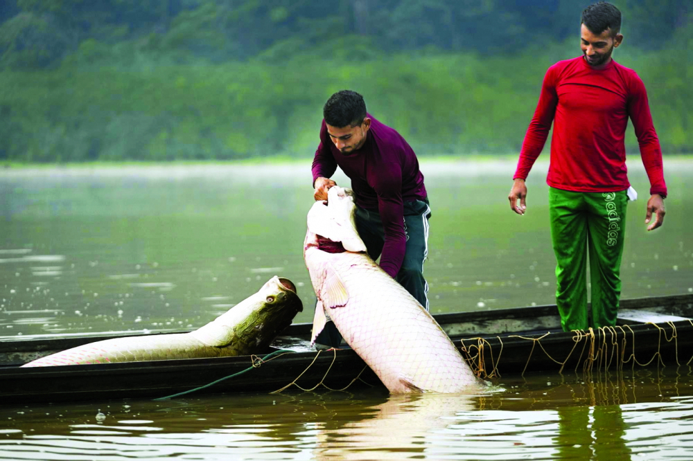 Ngư dân nuôi cá pirarucu tại vùng Medio Jurua, bang Amazonia, Brazil - ẢNH: AP