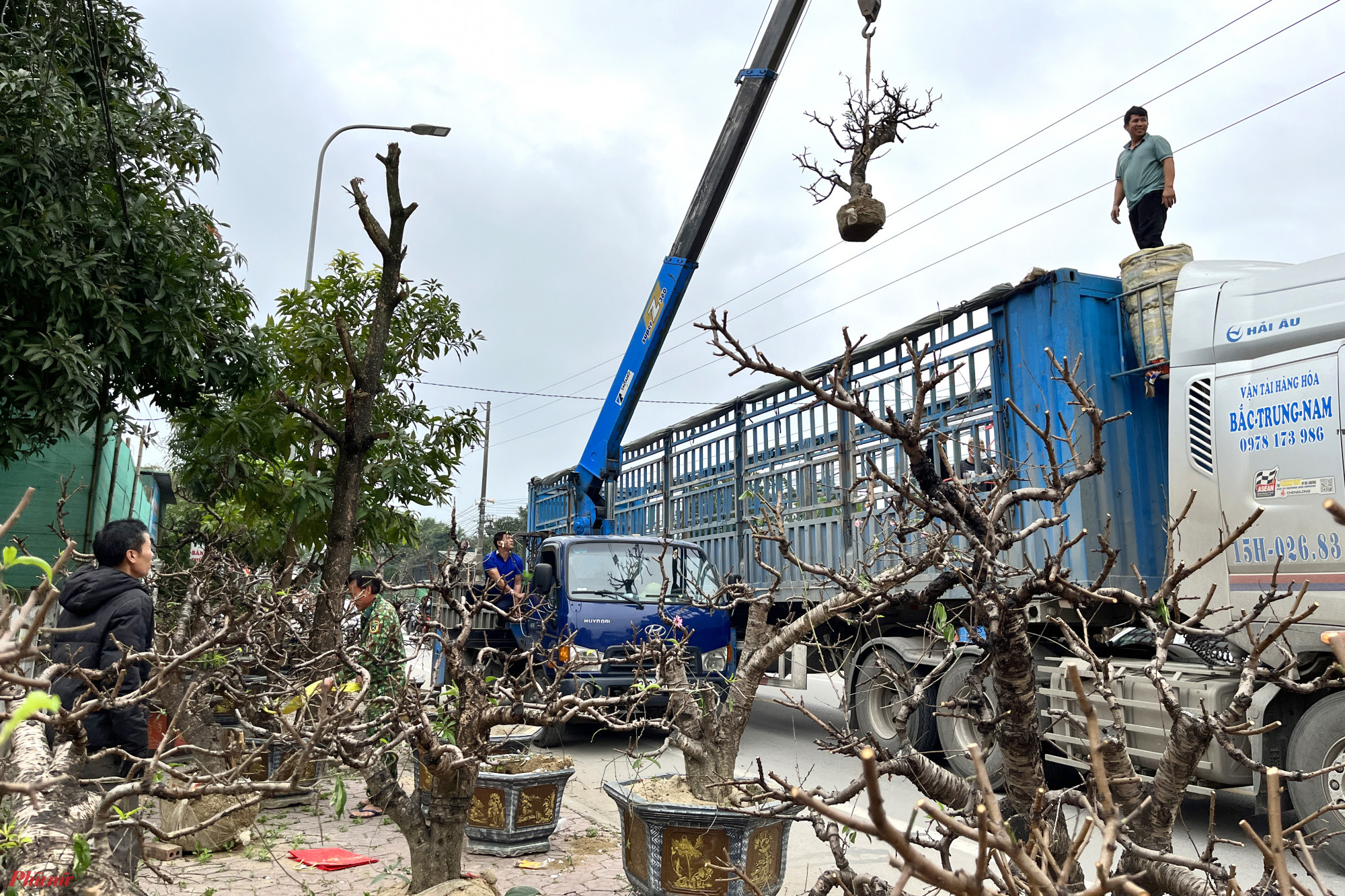 Anh Trung bảo rằng, khi nhận chăm sóc những gốc đào thế có kích thước lớn, không chỉ ngốn chi phí vận chuyển mà còn tiềm ẩn nhiều rủi ro. “Khi gặp thiên tai, điều kiện thời tiết thì rất khó để đảm bảo đào ra hoa đúng dịp. Năm ngoái có một gốc đào chết, chúng tôi đền một gốc đào tương tự nhưng họ nhất quyết không nhận”, anh Trung nói