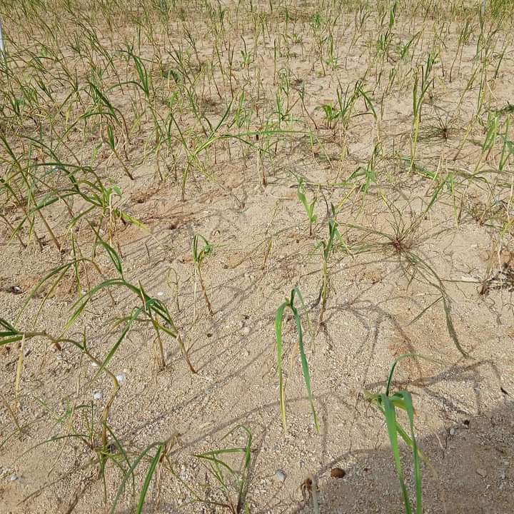 Ruộng tỏi trên đảo Lý Sơn mất mùa