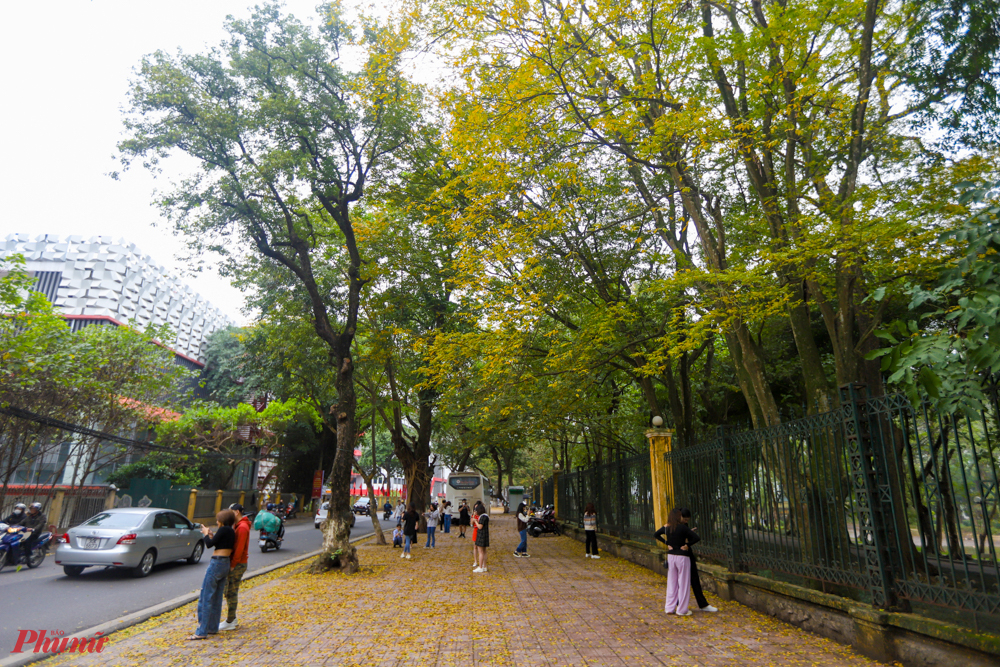 Trên đường Hoàng Hoa Thám, từng hàng cây hoa sưa trắng đang ở độ thay lá. Những chiếc lá xanh đang dần chuyển sang màu vàng rồi rụng đầy trên vỉa hè.