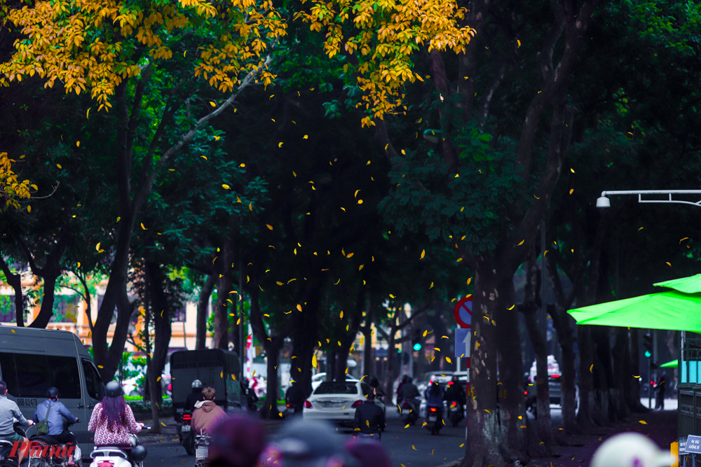 Những cơn mưa lá vàng đi cùng từng cơn gió nhẹ nhàng khẽ ngang qua vốn đã là hình ảnh đẹp về mảnh đất Hà Nội mỗi độ giao mùa.