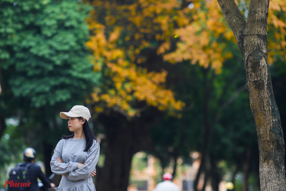 Dọc đường Hoàng Hoa Thám đoạn qua Công viên Thủ lệ kéo dài tới đầu Phan Đình Phùng được phủ ngợp bởi màu lá vàng.