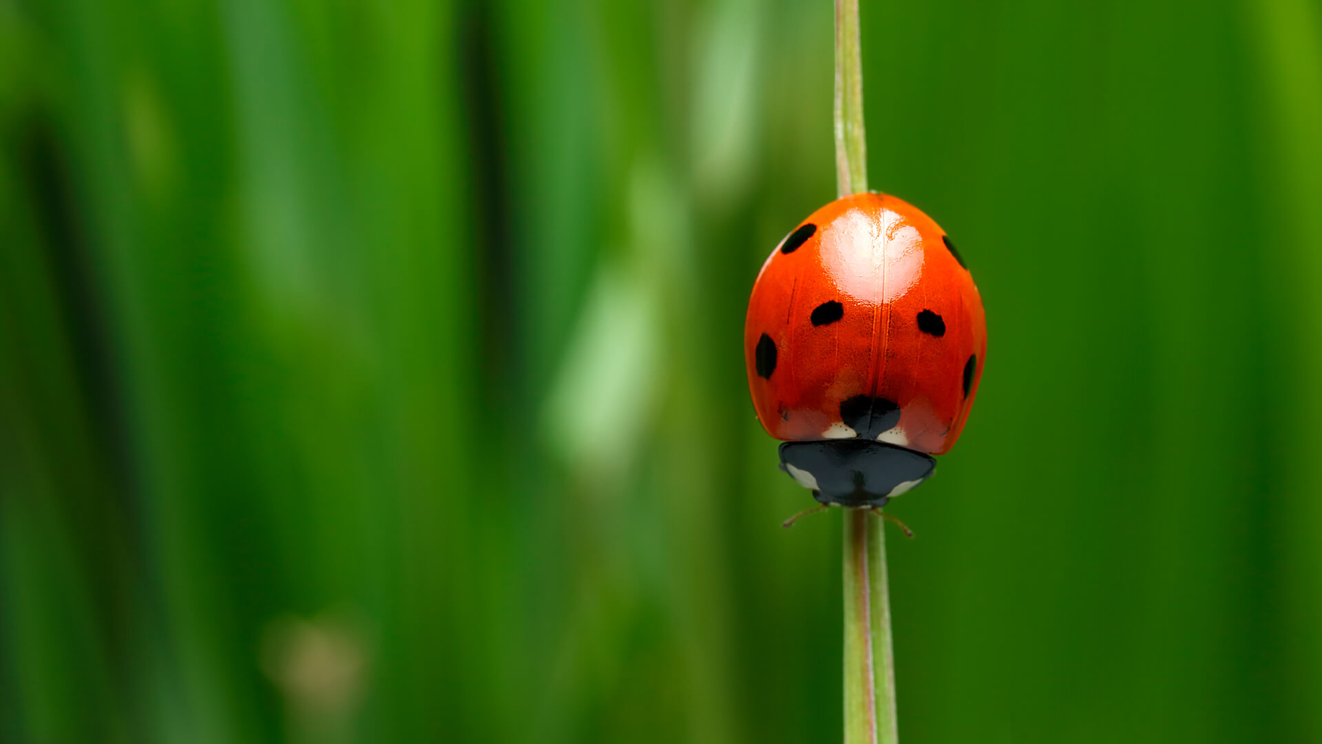 bọ rùa  bọ rùa (Ảnh: RonBerg trên Pixabay) Được biết đến như một lá bùa may mắn và là một dấu hiệu của tình cảm, người ta cho rằng bạn sẽ là chủ nhân của nó khi bắt được một con bọ rùa và sau đó thả nó ra. Con côn trùng sẽ liên tục thì thầm tên bạn vào tai người bạn yêu.  Nông dân tin rằng sự hiện diện của bọ rùa tượng trưng cho sự phong phú và thịnh vượng vì điều đó có nghĩa là có một quần thể thợ săn rệp phát triển mạnh sẽ bảo vệ mùa màng của họ.  Theo những người tin vào tâm linh, những đốm bọ rùa quyết định thời gian điều ước của người yêu sẽ thành hiện thực. 