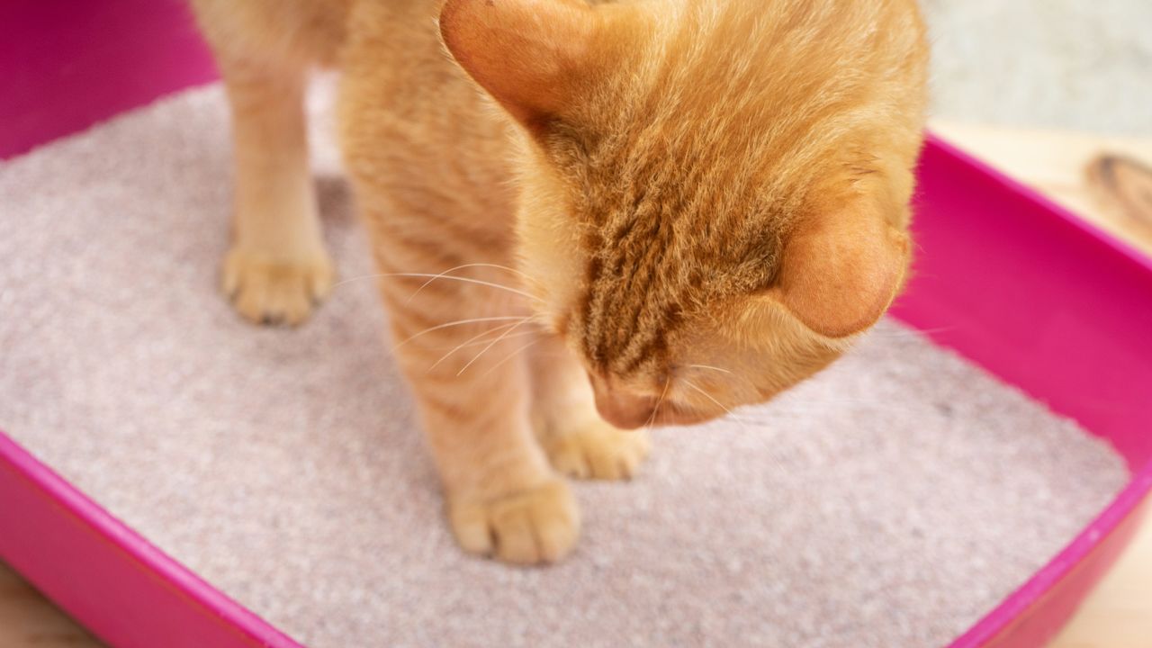 Bạn cũng có thể viết tên người yêu cũ lên thau cát vệ sinh của mèo, đồng thời quyên góp cho các trung tâm bảo trợ động vật