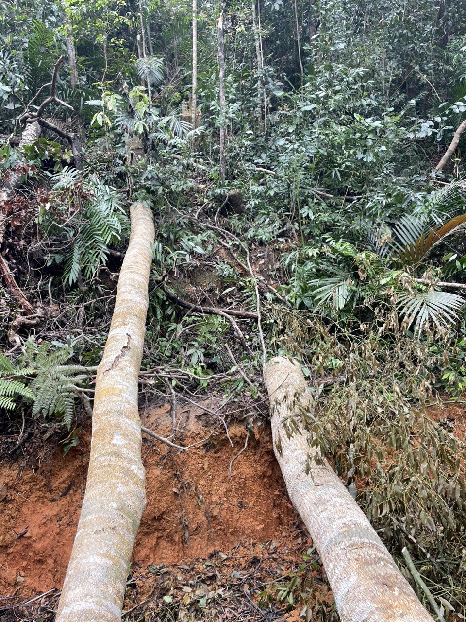 Lực lượng chức năng phát hiện 59 gốc cây bị chặt hạ - Ảnh: K.L