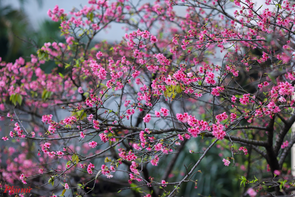 Hoa anh đào là biểu tượng của Nhật Bản và gắn liền với lễ hội Sakura. Không chỉ tượng trưng cho vẻ đẹp thanh cao, hoa anh đào còn thể hiện phẩm chất khiêm nhường, nhẫn nhịn của người dân Nhật Bản. Đây còn là món quà quý báu mà người Nhật chọn làm quà tặng các quốc gia với mong muốn hòa bình, thịnh vượng.