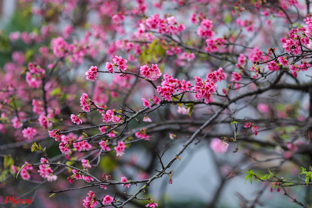 Lễ hội hoa anh đào gắn liền với truyền thống Hanami ở Nhật, người dân sẽ tổ chức các buổi picnic dưới những tán cây anh đào.