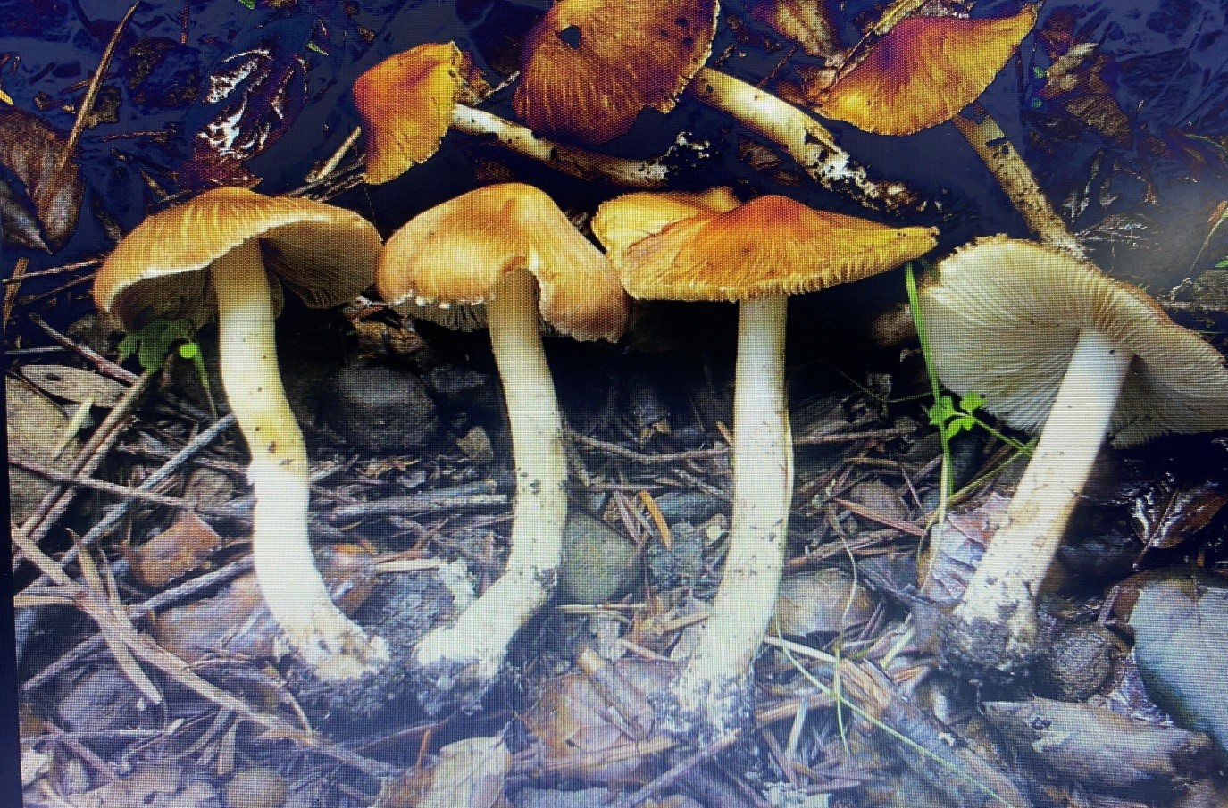 Cây nấm Inocybe fastigiata - ảnh BVCC