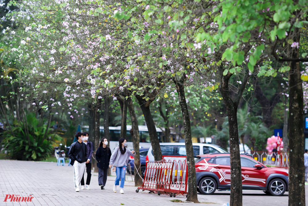Rất nhiều người dân chọn phố Hoàng Diệu để ghi lại những khoảnh khắc đáng nhớ về loài hoa này. Những tuyến đường khác như Nguyễn Du, Điện Biên Phủ, Trần Duy Hưng, Trần Phú... cũng là những tuyến đường trồng nhiều hoa ban.