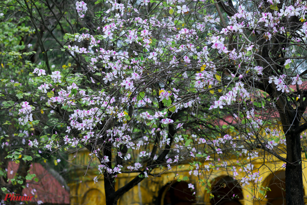 Hoa ban là “đặc sản” của Tây Bắc nhưng đã xuất hiện ở Hà Nội từ những năm 1960. Và vì thế, người Hà Nội đã coi loài hoa này là một phần không thể thiếu ở Thủ đô mỗi độ tháng 2-3 về. 