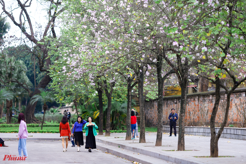 Những ngày này, trên nhiều tuyến đường như: Hoàng Diệu, Bắc Sơn, Yên Phụ, hồ Hoàn Kiếm..., những hàng cây hoa ban bung nở, khoe sắc trắng, tím tạo nên một không gian tươi tắn, sinh động giữa lòng Hà Nội.