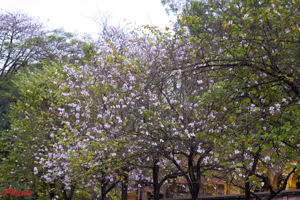 Tạm xa vẻ đẹp của những bông cúc họa mi hay hoa đào, tháng 2 này Hà Nội có sự xuất hiện của một góc trời hoa ban.