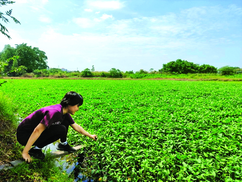 Ruộng rau muống ở nông trường Tam Nông (phường Thạnh Xuân, quận 12, TPHCM)  ẢNH: TRỌNG TÀI