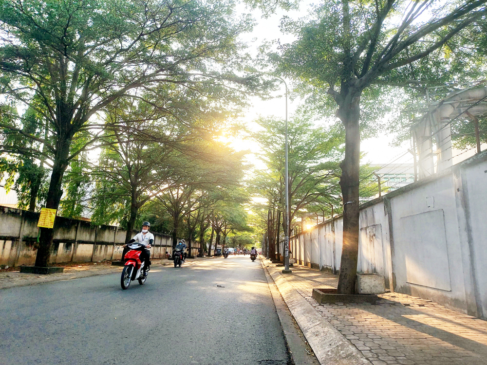 Con đường dẫn vào một khu dân cư trên đường Hồ Học Lãm, quận Bình Tân rợp bóng mát  khiến nhiều người cảm thấy dễ chịu giữa trưa nắng oi bức - ẢNH: SƠN VINH