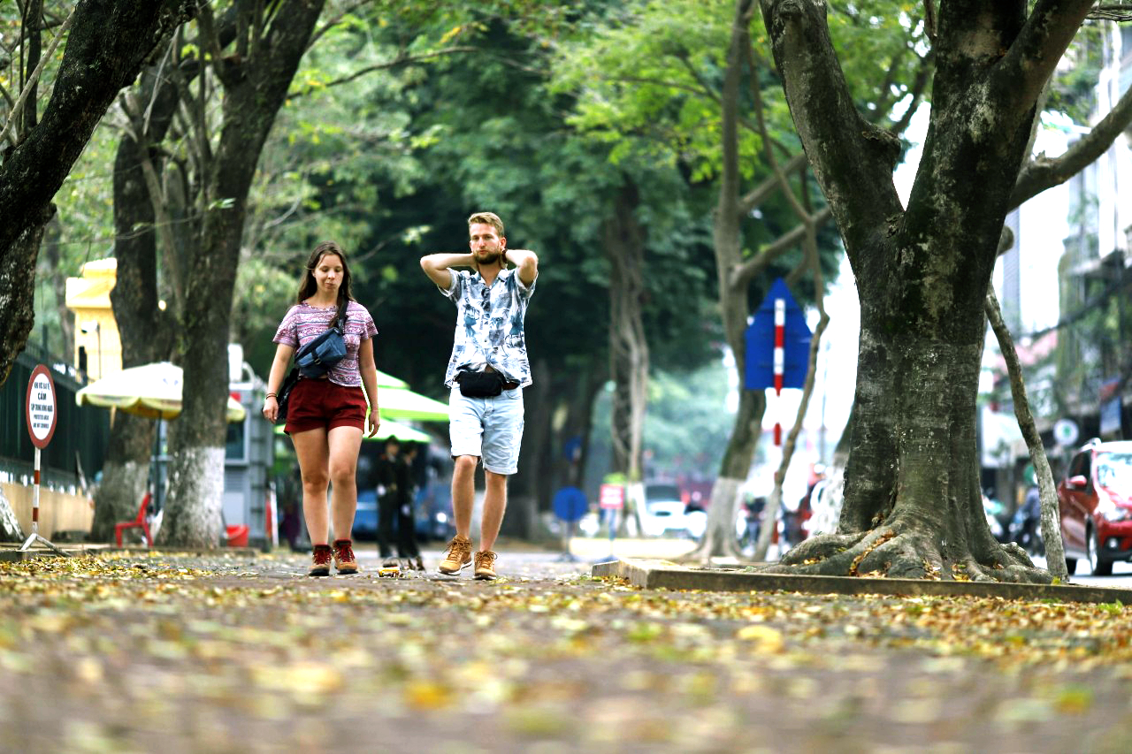 Hàng cây cổ thụ trên đường Phan Đình Phùng (TP Hà Nội) không chỉ cho bóng mát mà còn làm “nao lòng” người dân, du khách - ẢNH: HUYỀN ANH
