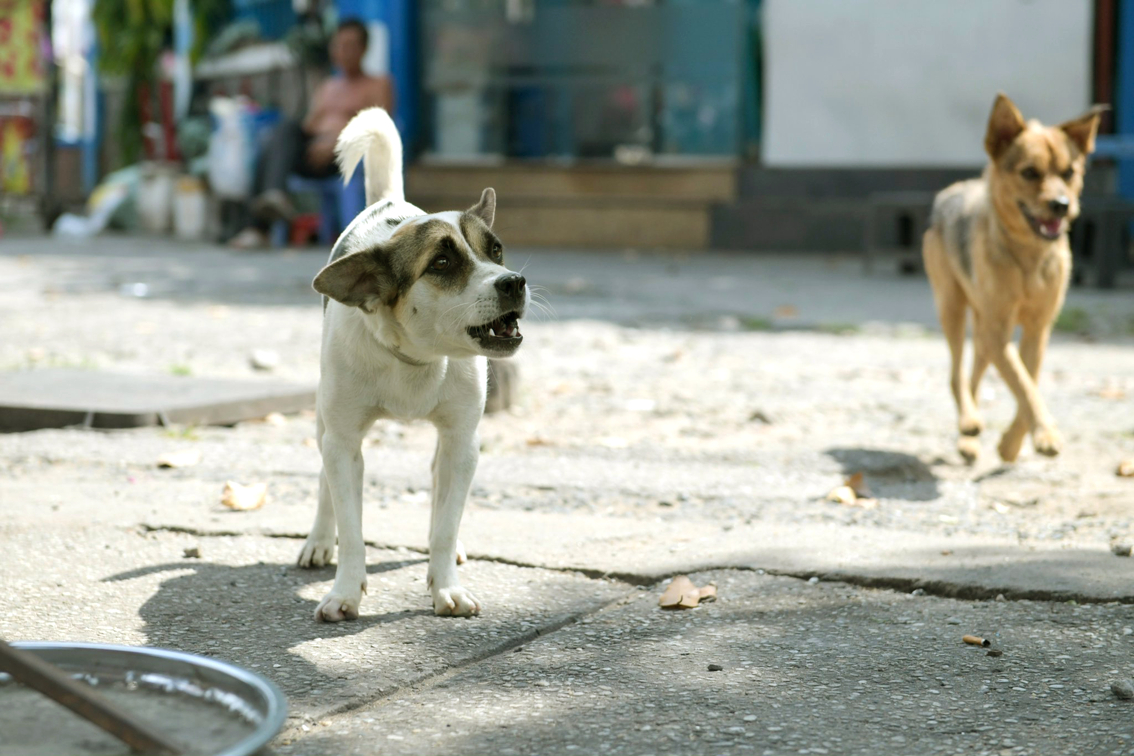 Việc nuôi chó thả rông ở TPHCM đã gây ra nhiều hệ lụy cho cộng đồng (trong ảnh: Chó thả rông tại vòng xoay Dân Chủ, quận 10) - ảnh: Minh An