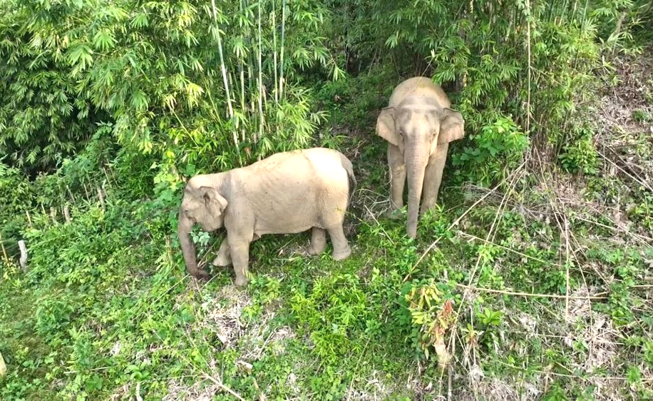 Mẹ con voi còn lại duy nhất ở huyện Quỳ Châu nay đã chết 1 con - Ảnh: Khánh Trung