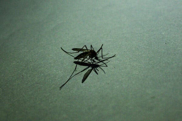 Muỗi truyền bệnh sốt rét đã dịch chuyển xa khỏi đường Xích đạo khoảng 3 dặm mỗi năm trong thế kỷ qua - Ảnh: Reuters