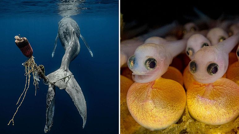 Cuộc thi nhiếp ảnh Underwater Photographer of the Year 2023 với nhiếp ảnh gia từ 72 quốc gia cùng hơn 6.000 tác phẩm, phô bày vẻ đẹp bí ẩn bên dưới biển sâu.