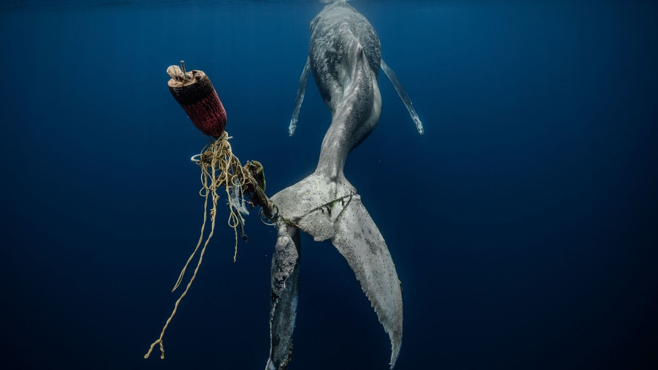 Bức ảnh của Herrero cho thấy một con cá voi lưng gù đang chết đói vì không thể bơi đúng cách.