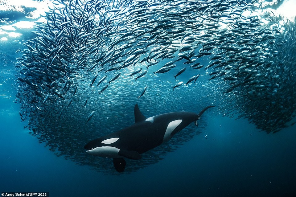 Chú cá voi sát thủ trong bức ảnh của nhiếp ảnh gia người Thụy Sĩ Andy Schmid đang bơi qua một đàn cá trích khổng lồ ở miền Bắc Na Uy. Schmid nói: Tôi du lịch đến Bắc Na Uy vào mùa đông trong suốt 5 năm để chứng kiến một trong những khoảnh khắc ngoạn mục nhất, đó chính là cuộc di cư của cá trích vào các vịnh hẹp, thu hút nhiều cá voi sát thủ và cá voi lưng gù. Bức ảnh đạt giải á quân hạng mục Ảnh góc rộng.