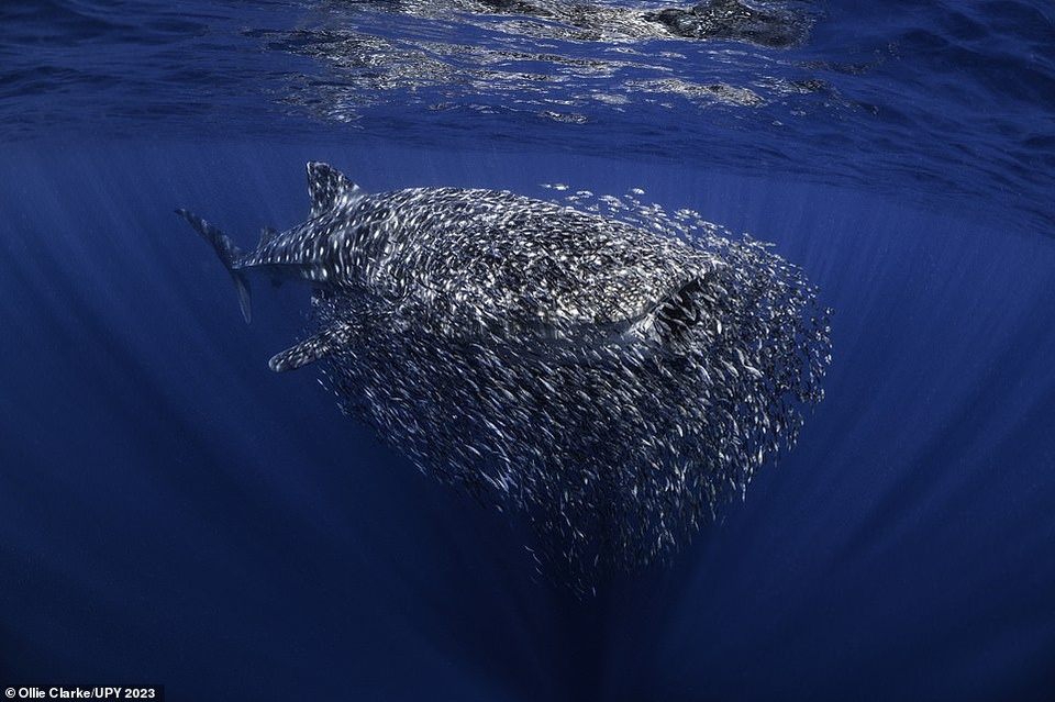 Hình ảnh một chú cá mập được vây quanh bởi đàn cá nhỏ, hay còn được gọi là bóng mồi, tại rạn san hô Ningaloo (Australia) đã mang về giải thưởng British Underwater Photographer of the Year 2023 cho nhiếp ảnh gia Ollie Clarke. Ông giải thích: Những chú cá nhỏ tại Ningaloo sử dụng cá mập làm nơi trú ẩn, tạo thành những quả bóng mồi như thế này. Tuy nhiên, quả bóng này đặc biệt lớn, số lượng cá dày đặc hơn. Cá mập trông như thể nó đang cố gắng rũ bỏ bầy đàn. Các giám khảo nhận xét: Hình ảnh miêu tả thời điểm cá mập chuyển sang trạng thái của thợ săn, miệng nuốt chửng con mồi. Bức ảnh đồng thời là á quân ở hạng mục Up and Coming.