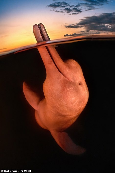 Chiến thắng danh hiệu Underwater Photographer of the Year 2023 là nhiếp ảnh gia Kat Zhou với tác phẩm chụp lại khoảnh khắc một chú cá heo đang ngoi lên khỏi mặt nước tại sông Amazon. Bức ảnh được khen ngợi nhờ tư thế và nụ cười hoàn hảo của nhân vật chính. Đồng thời, đây cũng là tác phẩm đoạt giải cao nhất trong hạng mục Up and Coming.