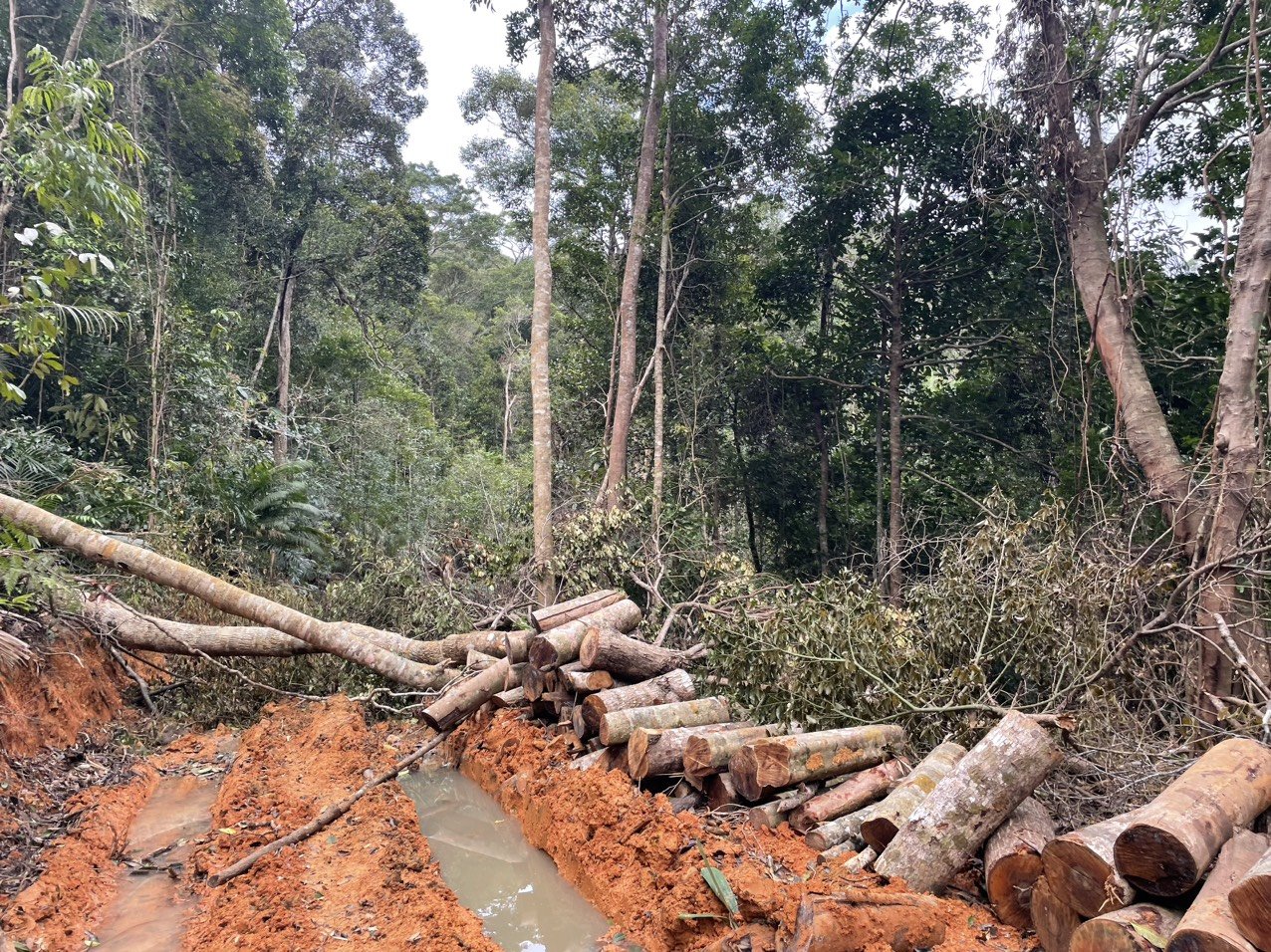 Nhều lóng gỗ được phát hiện tại hiện trường khai thác rừng trái phép - Ảnh: K.L