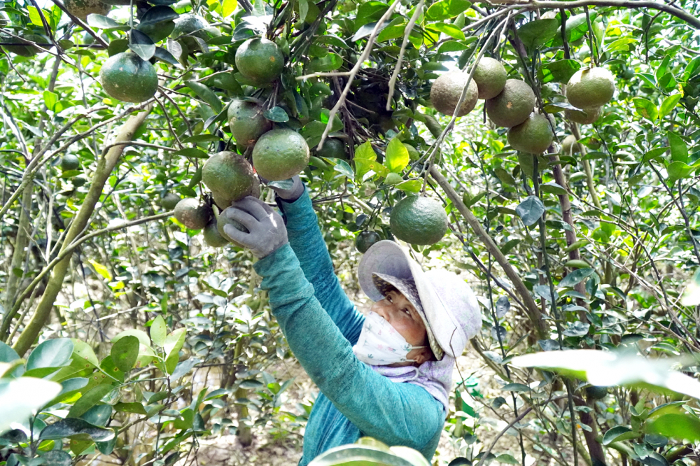 Nông dân trồng cam sành ở huyện Trà Ôn (Vĩnh Long) đang rất lo lắng vì giá thấp, không bán được