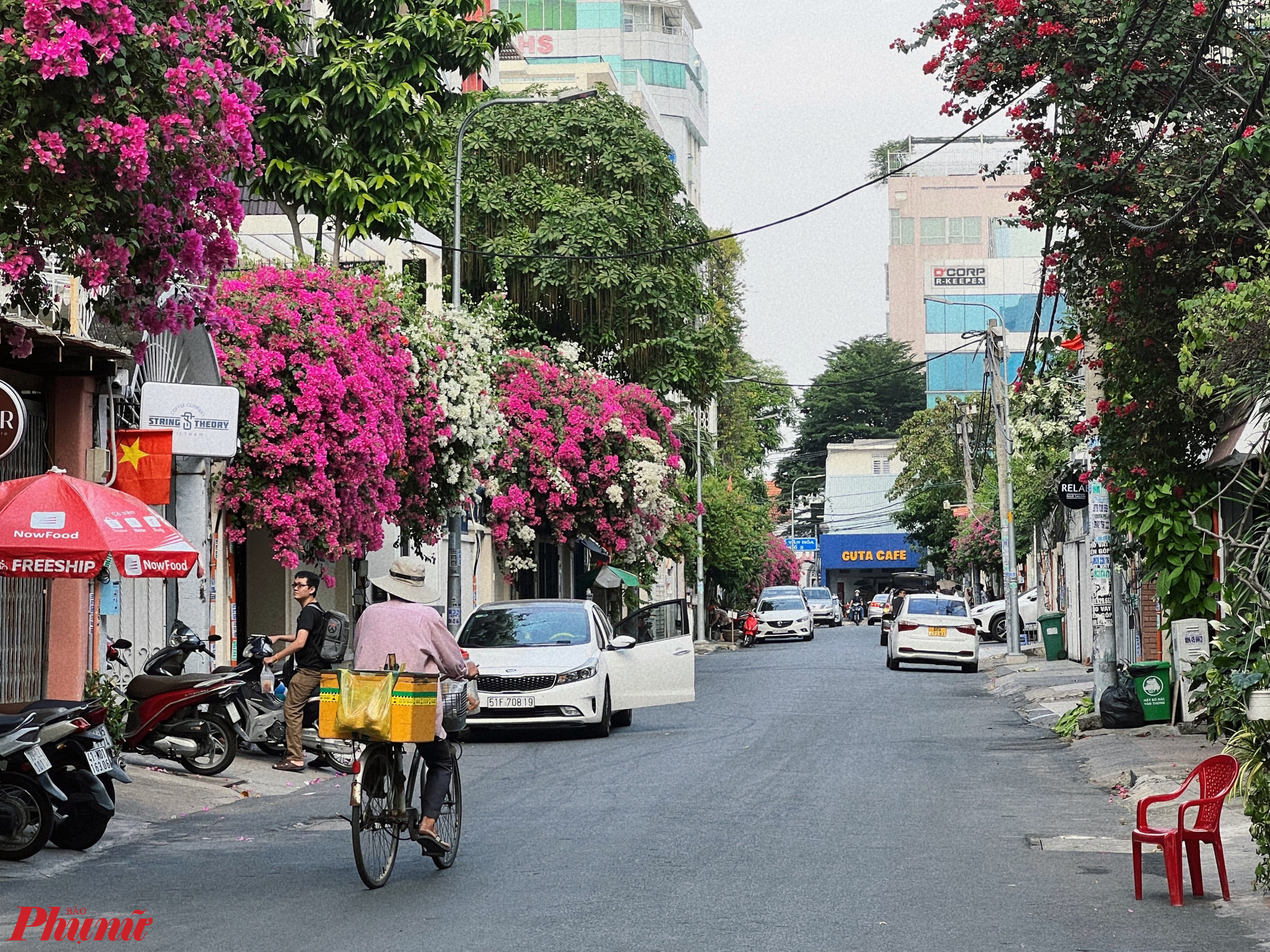 Hoa giấy nở rộ 