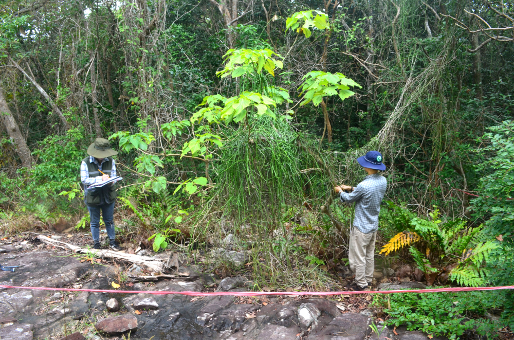 Các chuyên gia về dược liệu khoanh vùng một khu rừng để nghiên cứu, bảo tồn cây thuốc quý