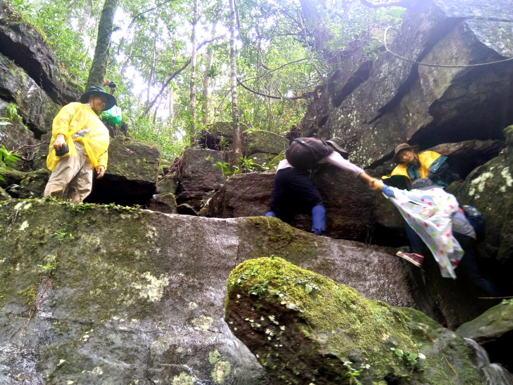 Các chuyên gia dược liệu của Trung tâm Sâm và Dược liệu TPHCM băng qua vách đá dựng đứng để tìm cây thuốc quý