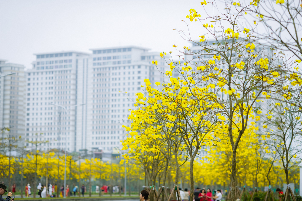 Những ngày này, Cung đường phủ kín hoa phong linh tại Khu đô thị Park City Hà Nội (Quận Hà Đông) đã thu hút đông đảo người dân tới tham quan, chụp ảnh.