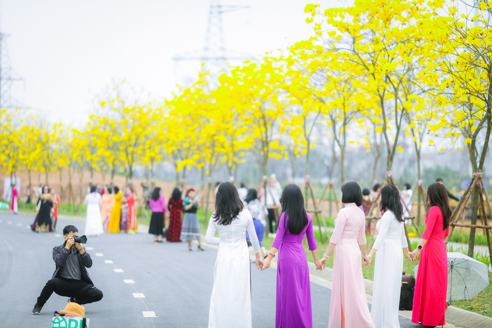 Cây phong linh được du nhập và trồng tại Việt Nam từ những năm 2000. Tại Hà Nội, đây là con đường duy nhất trồng hoa phong linh thành hàng và tạo thành cảnh quan độc nhất giữa lòng Thủ đô.