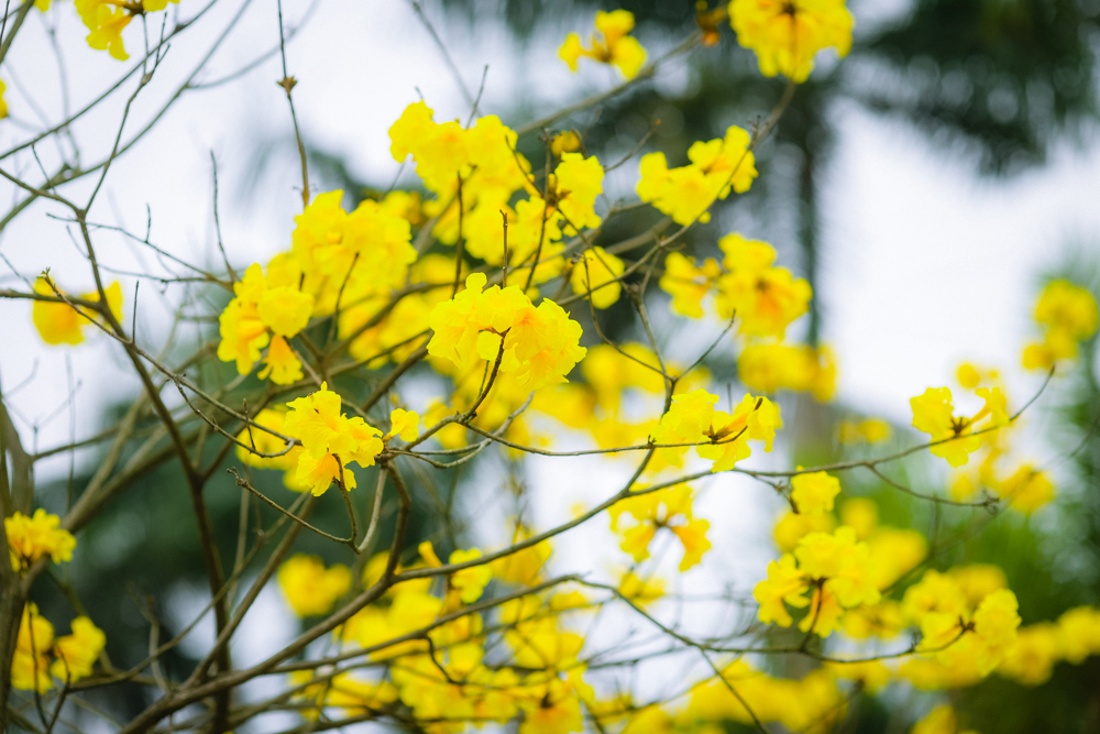 Hoa phong linh còn gọi là phong linh vàng, hoa chuông vàng là loài cây đô thị đẹp, mới được trồng phổ biến tại Việt Nam từ năm những năm 2000. Tuy nhiên, đây là con đường hoa phong linh đẹp nhất tại Thủ đô lúc này.