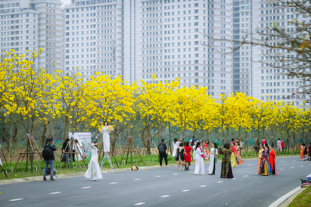 Con đường hoa phong linh tại khu đô thị Park City (Lê Trọng Tấn, Hà Đông, Hà Nội) nở rộ khoảng 1 tuần trở lại đây.