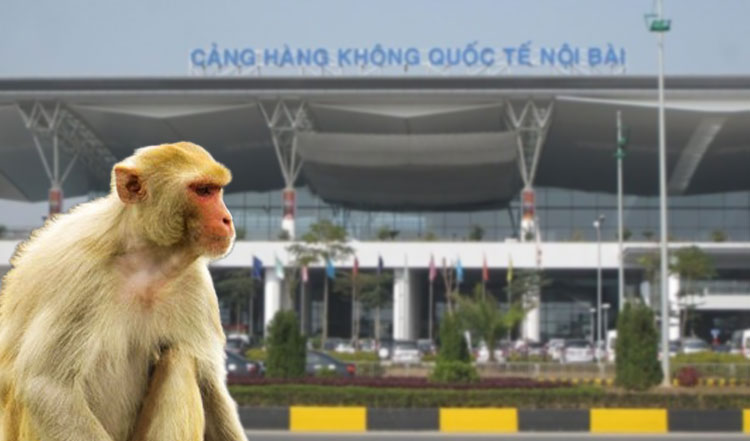 Cục Hàng không Việt Nam đã có chỉ đạo khẩn sau khi xuất hiện khỉ vàng tài sân bay Nội Bài. Ảnh minh họa.