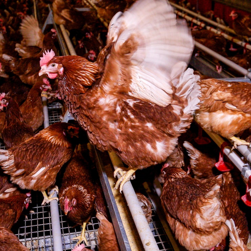 Những con gà nâu tại cơ sở chăn nuôi của Công ty Hickman’s Egg Ranch ở vùng Arlington, bang Arizona, Hoa Kỳ – Ảnh: Wall Street Journal