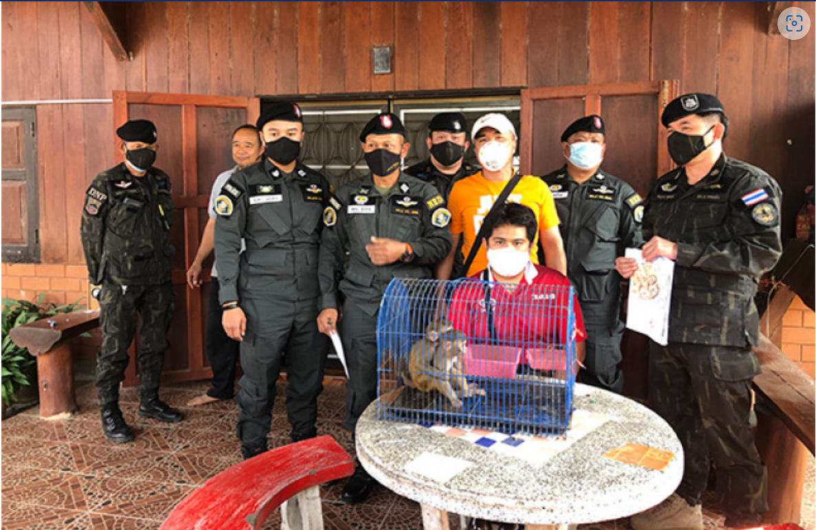 Một kẻ mua bán khỉ bất hợp pháp bị cảnh sát Thái Lan bắt giữ - Ảnh: Bangkok Post)